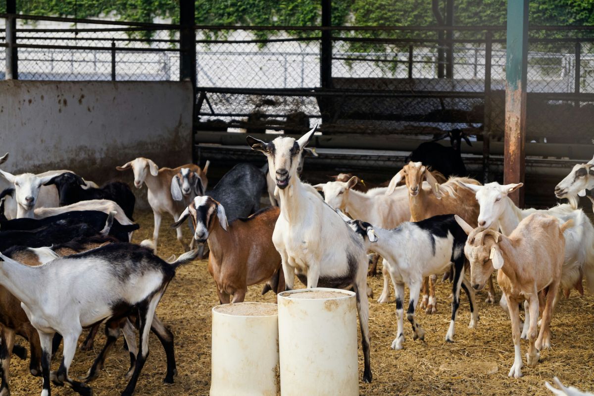Humane Slaughter in the United States - The Halal Times